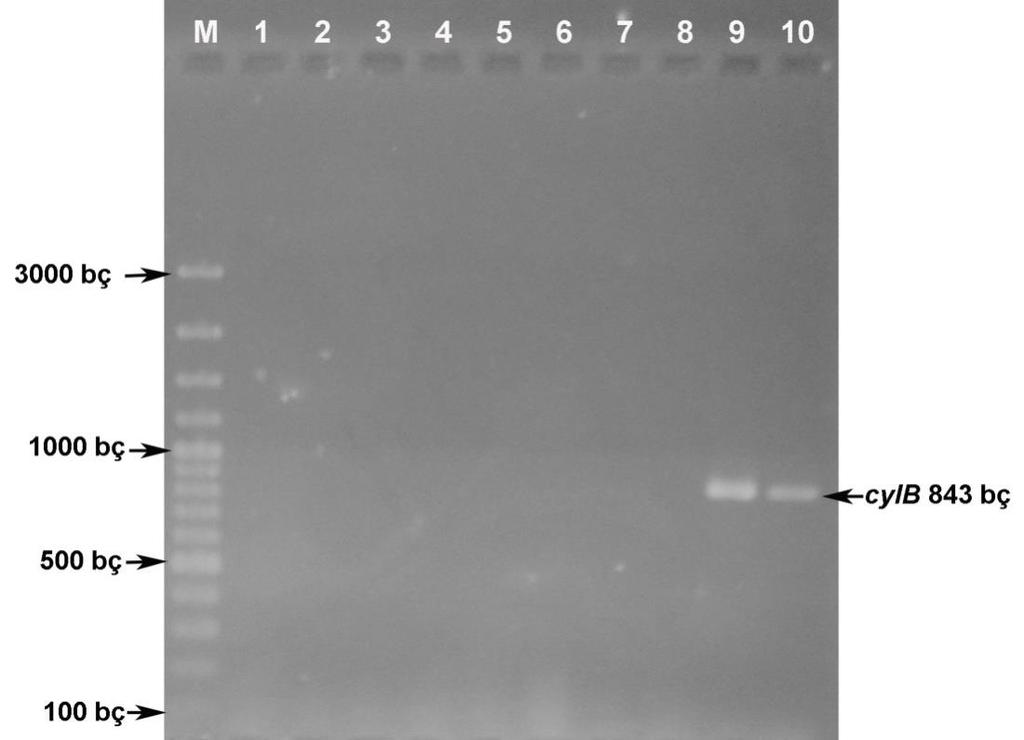 Şekil 4.13. Enterococcus suşlarında cylb geninin PZR amplifikasyonu M. O GeneRuler DNA Marker : 3000, 2000, 1500, 1200, 1000, 900, 800, 700, 600, 500, 400, 300, 200, 100 bç 1. E. faecalis RS25.