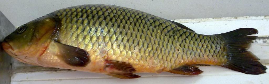 3.2. Sazan (Cyprinus carpio L., 1758) Balığı Genel Özellikleri Vücut az çok uzamış ve oval şekilli olup, genellikle büyük pullarla örtülüdür (Şekil 3.2.1).