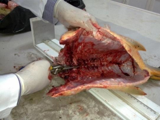 itibaren baş kısmına kadar keskin bir makas ile kesit açılmış, açılan bu kesitten iç organları çıkarılarak, her bir