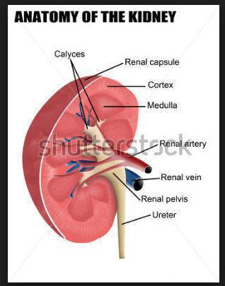 Böbrekler Böbrekler; korteks,medulla ve pelvis ol ak üzere üç a a ölgede oluşur. Korteks ; içte kalan bölgeye medulla denir.