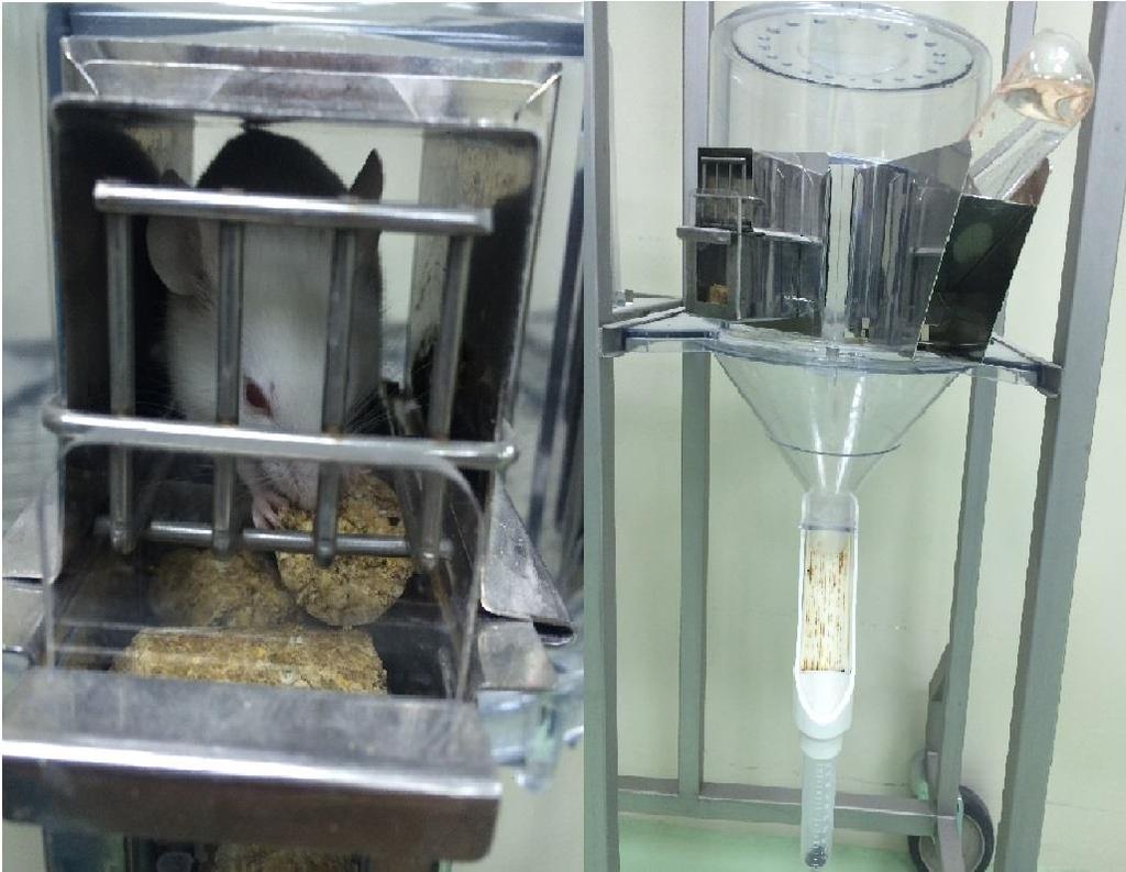 3.3. Kefir İçeceklerinin ve Gaita Örneklerinin Mikrobiyolojik Analizlerinin Yapılması Projenin mikrobiyolojik analizleri için fare gaitalarının tek tek toplanması gerektiğinden metabolik kafesler