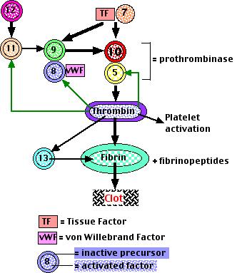 Protrombin aktivatörünün oluşması, Oluşan protrombin aktivatörünün Ca +2 iyonlarının beraberliğinde