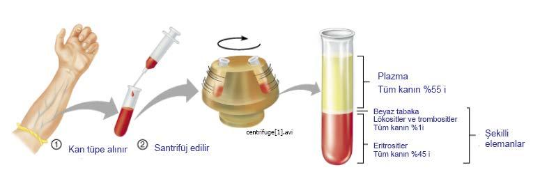 Hematokrit Eğer kan santrifüj edilirse, hücreler plazmadan ayrılır.