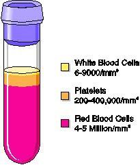 1 mm 3 kanda 4,6-6,2 milyon eritrosit varken, 5.000-10.000 lökosit ve 200.000-400.
