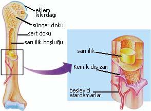 Kemik iliği vücudun en büyük aynı