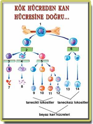 Hematopoetik kök hücreler (HSCs ) her çeşit kan hücrelerini