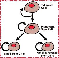 HSCs uncommitted, totipotent