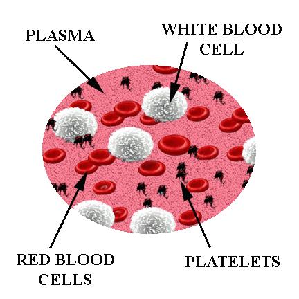 Beyaz Kan Hücreleri