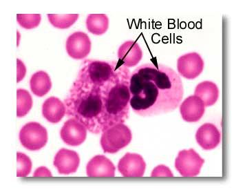 Beyaz Kan Hücreleri Normalde insan kanının mikrolitresinde 4000-11000 beyaz hücre bulunur.