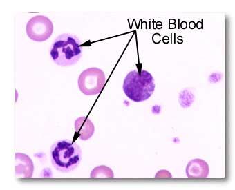 Beyaz Kan Hücreleri Lökositler çekirdekli hücreler olup çekirdek ve sitoplazma