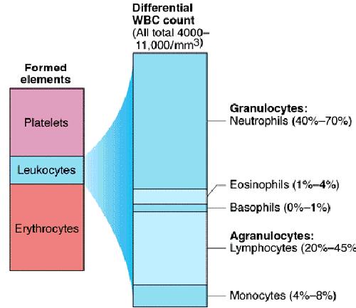 Beyaz Kan Hücreleri Dolaşımdaki lökositlerin % 50-75 i