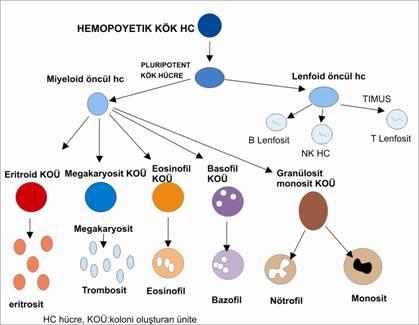 Granülositler ve monositler yalnızca kemik iliğinde yapılır.