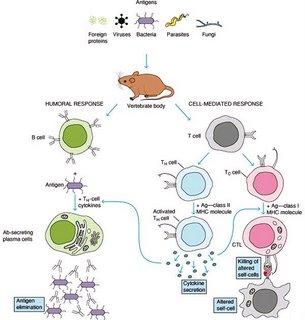 T lenfositlerinin oluşturduğu bağışıklığa hücresel bağışıklık,