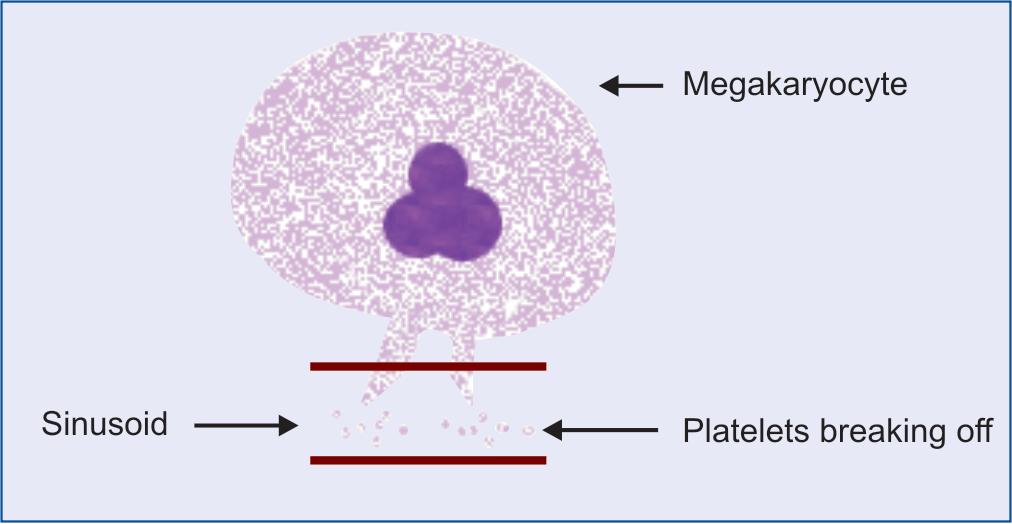 Trombositler Kemik iliğinde bulunan megakaryosit denilen dev hücrelerin sitoplazmalarından oluşurlar