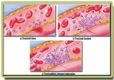 ADP trombositlerin yüzeyinde birtakım değişikliklerin başlamasına neden olur.