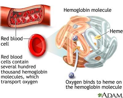 Dört adet O 2 bağlayan hemoglobin tümüyle doymuştur, artık bir beşinci O 2