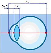 Şekil 2.1: Hesaplanan göz bölümleri Ham MR görüntüleri MATLAB programında görüntü işleme sürecine alındıktan sonra elde edilen işlenmiş görüntülerden AU, ÖKD ve LK hesaplamaları yapılmıştır.