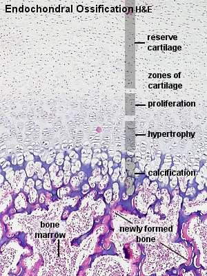 Resim 2: Enkondral kemikleşme (1) Havers lamel sistemi osteoklastların çevre dokuyu eriterek açtıkları kovukların anastomozlaşmasıyla oluşur.