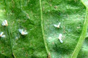 Whiteflies