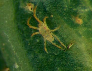 Red spider mites