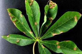 Brown leaf spot (Cercosporidium
