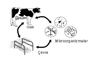 Süt sığırlarında mastitis ile sütün elektriksel iletkenliği arasındaki ilişkiler Şekil 1.
