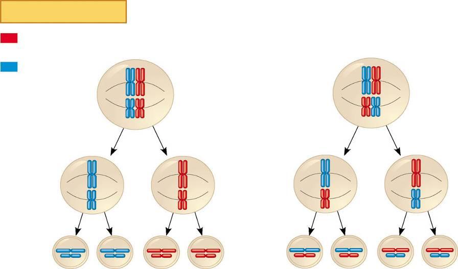 1. Bağımsız ayrışım Key Anneye ait kromozom seti Babaya ait kromozom seti 1. olasılık 2.