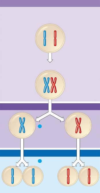 Interphase Homologous pair of chromosomes in diploid parent cell 2N sayıdan N sayıya nasıl iniliyor?