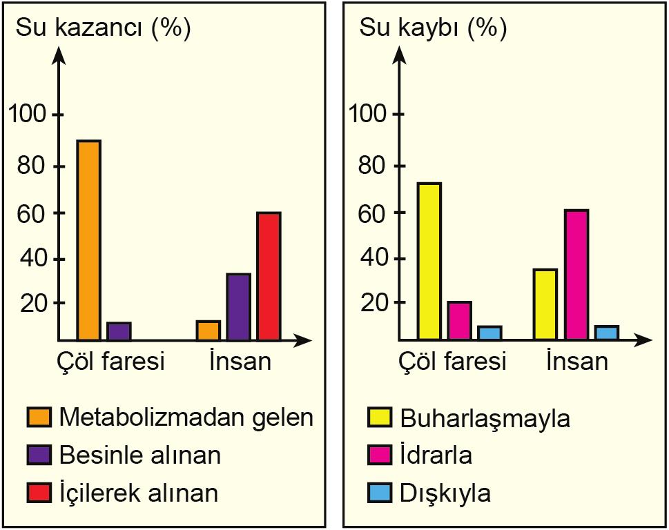 ÖSYM den SEÇMELER 1. Aşağıdaki grafiklerde, bir çöl faresi ve bir insanın çeşitli yollarla günlük su kazancı ve su kaybı oranları gösterilmiştir. 3.