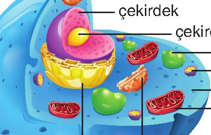 Bu teoriye göre; 1. Hücre canlının yapı ve görev birimidir. 2. Tüm canlılar bir ya da daha çok hücreden oluşur. 3. Yeni hücreler önceki hücrelerin bölünmesi ile oluşur. 4.