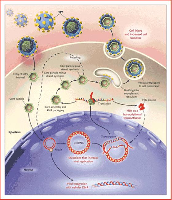 HBV Hücreye giriş reseptöre bağlı endositoz (pre-s1) Serbestleşen nükleokapsidin nükleusa taşınması Kısmi çidna nın tamiri ve cccdna ya dönüşümü Transkripsiyon ve pregenomik (kor ve polimeraz) ve
