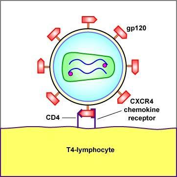 HIV Geç dönemde T- tropik gp120 CD4+ CXCR4 http://www.cat.