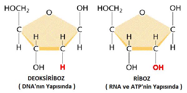 Karbondiratların en basitleri ve monomer yapıda olanlarıdır. Monomer yapıda oldukları için sindirime uğramadan hücre zarından geçebilirler.