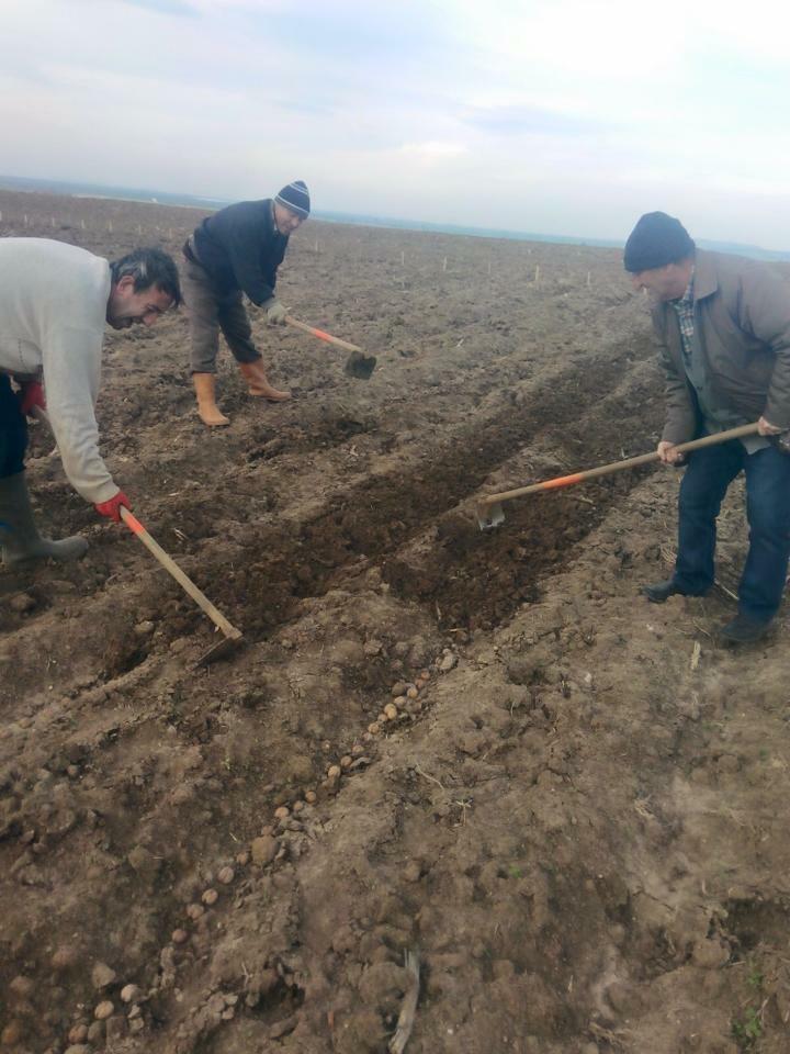 altına tek sıra halinde yerleştirilmesi