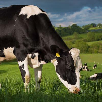 TANEM SÜT YEMİ Orta düzeyde süt verimine sahip ineklerin tüm