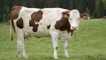 TANIMLAYICI NUMARA AysFORCEgell M - Süt Hayvanları İçin Yalama Kovası (20 kg) AKTİF MADDE KATKI ADI VİTAMİNLER PREMİKSDEKİ MİKTAR BİRİMLER E 672 VİTAMİN A 100.