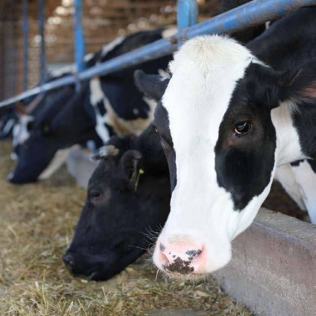 ECEM SÜT YEMİ Yüksek düzeyde süt verimine sahip ineklerin tüm sağım dönemi