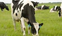 Genel Bilgi Sağmal bir süt işletmesinde sağımdan sonraki 1-2 saat sonrasında yatan ineklerin % 50 sinin geviş getirmesi onların işkembe sağlığının yerinde olduğunu gösterir.