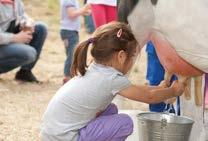 ECEM süt yemi Kaba yem kalitesine, kullanılan destek konsantre yem miktarına ve hayvanların süt verimine göre 4-12 kg gün/hayvan olarak kullanılır.