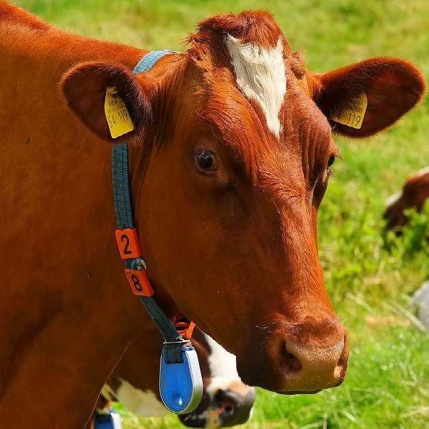 CANIM SÜT YEMİ Yüksek düzeyde süt verimine sahip ineklerin tüm sağım dönemi