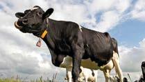 CANIM süt yemi Kaba yem kalitesine, kullanılan destek konsantre yem miktarına ve hayvanların süt verimine göre 5-10 kg gün/hayvan olarak kullanılır.