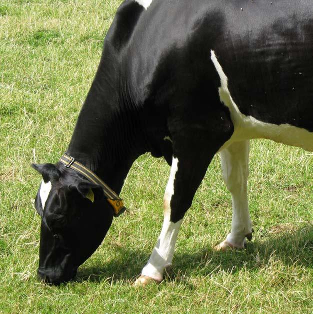SEFAM SÜT YEMİ Yüksek düzeyde süt verimine sahip ineklerin doğum sonrası kilo kaybını