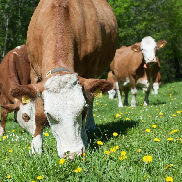 SUNAM SÜT YEMİ Sağım aşamasındaki süt inekleri için hazırlanmış, kendi tahılları ile süt