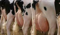 Genel Bilgi Sağmal ineklerin konforunun uygun hale getirilmesi onların doğum sonrası daha az metabolizma hastalığına yakalanarak kolay gebe kalmasını sağlar.
