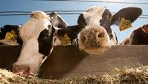 Yedirilme Şekli SUNAM süt yemi Kaba yem kalitesine, kullanılan destek konsantre yem miktarına ve hayvanların süt verimine göre 4-7 kg gün/hayvan olarak kullanılır.