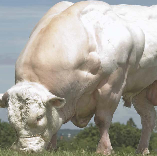 PAŞAM PLUS BESİ YEMİ Besi Sığırlarında süratli canlı ağırlık artışı sağlamak