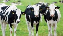 Özellikleri Aşırı sıcaklar süt ineklerinde yem tüketimi, üreme verimliliği, süt yağı, süt verimi ve ayak sağlığı üzerine çok belirgin olumsuz etkilere sahiptir.