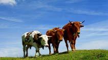 Stres, tüm çiftlik hayvanlarının olumsuz çevre şartlarına karşı göstermiş oldukları fizyolojik ve psikolojik tepkidir. Stres verimi ve verim kalitesini direkt etkileyen önemli faktördür.