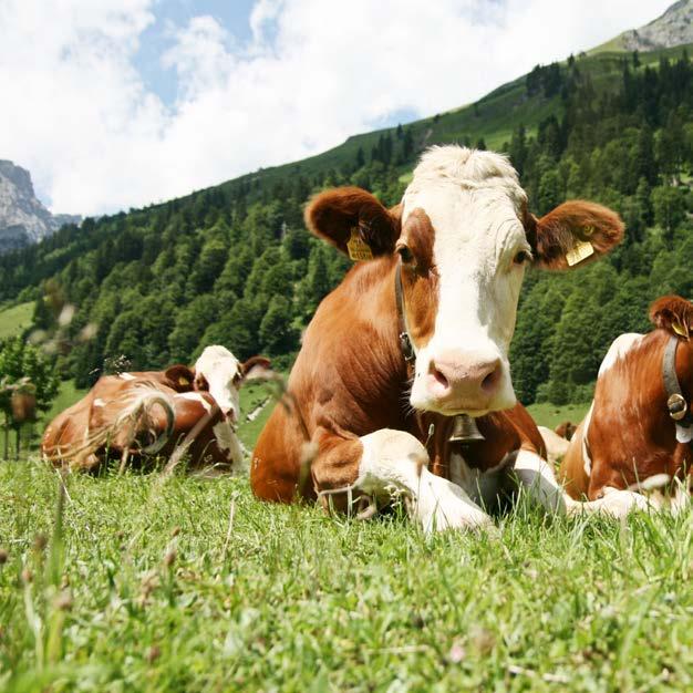GÜLÜM SÜT YEMİ Orta ve Düşük düzeyde süt verimine sahip ineklerin tüm