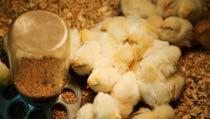 Genel Bilgi Yumurtacı civcivlerin yumurtadan çıkışından 8 haftalık yaşa gelene kadar geçen sürede tüm